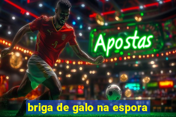 briga de galo na espora